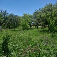 باغ در روستای اولو کندی واقع است به متراژ ۱۰۰۰ م|فروش زمین و ملک کلنگی|تبریز, |دیوار