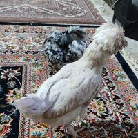 مرغ وخروس|حیوانات مزرعه|کهریزک, |دیوار