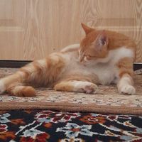 گربه ماده زیبا و ملوس|گربه|کرمانشاه, |دیوار
