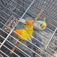 کوتوله سر نارنجی|پرنده|تهران, اباذر|دیوار