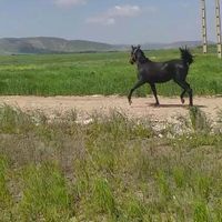 مادیان مشکی|اسب و تجهیزات اسب سواری|کرمانشاه, |دیوار