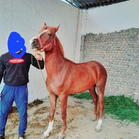 اسب|اسب و تجهیزات اسب سواری|گرگان, |دیوار
