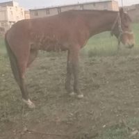اسب وکره اسب|اسب و تجهیزات اسب سواری|شهرکرد, |دیوار