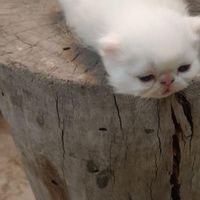 بچه گربه پرشین اصیل زیبا و خونگی|گربه|تهران, منیریه|دیوار