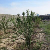 باغچه ۴۵۰ متری با درختان ۴ ساله ثمرده|فروش زمین و کلنگی|تهران, حصارک|دیوار