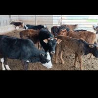 گوساله گیل دورگ|حیوانات مزرعه|تهران, سرخه حصار|دیوار