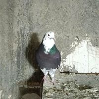 کبوتر پرش سنگین|پرنده|تهران, بازار|دیوار