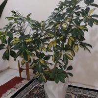 گل آپارتمانی|گل و گیاه طبیعی|تهران, جوادیه تهرانپارس|دیوار