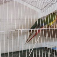 یک جفت گرینجیک با وسایل|پرنده|زنجان, |دیوار