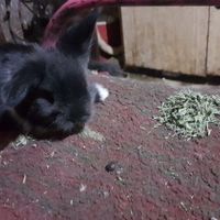 بچه خرگوش لوپ هلندی با نگهداری|موش و خرگوش|دزفول, |دیوار