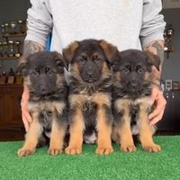 سگ German shepherd،ژرمن شپرد،سگ جواهر،رفیق خانواده|سگ|تهران, مرزداران|دیوار
