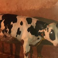 گوساله دورگ فقط برای کشتار|حیوانات مزرعه|نورآباد, |دیوار