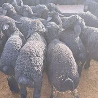 گوسفند زنده قره قزل اصل افشار کم چربی کم شکم|حیوانات مزرعه|کرج, شهرک ظفر|دیوار