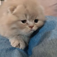 گربه بریتیش|گربه|گرگان, |دیوار