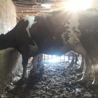 سه راس گاو ابستنباس|حیوانات مزرعه|اسدآباد, |دیوار