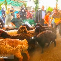 گوسفند زنده بابارکدتاییدیه دامپزشکی برای قربانی|حیوانات مزرعه|مشهد, ابوذر|دیوار