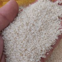 برنج نیم دانه معطر طارم هاشمی|خوردنی و آشامیدنی|بهشهر, |دیوار