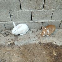 خرگوش|موش و خرگوش|قشم, |دیوار