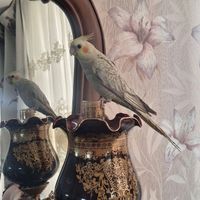 عروس هلندی نزاد گل باقالی ۳ ماهه|پرنده|تهران, صد دستگاه|دیوار