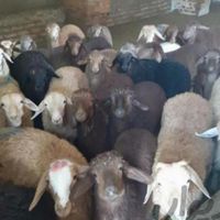 فروش گوسفند زنده جهت قربانی درپل کلاک|حیوانات مزرعه|کرج, شهرک جهان‌نما|دیوار