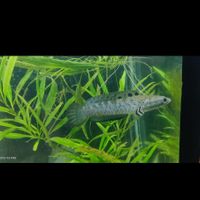 ماهی اکواریومی چانا|ماهی و آکواریوم|کرج, گوهردشت|دیوار