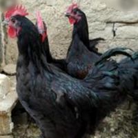 خروس و مرغ سیاه و رنگی و سفید برای خون و قربانی|حیوانات مزرعه|مشهد, صیاد شیرازی|دیوار