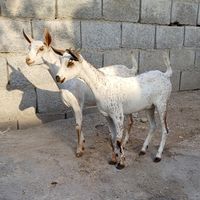 بز عمانی‌و میش|حیوانات مزرعه|قم, حرم|دیوار