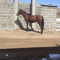 اسب اصیل|اسب و تجهیزات اسب سواری|شهرکرد, |دیوار