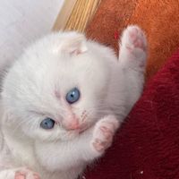 گربه اسکاتیش سفید|گربه|تهران, خواجه نظام الملک|دیوار