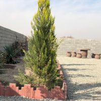زمین باغ باغچه ۳۱۰ متری آماده بر کوچه اردیبهشت|فروش زمین و کلنگی|تهران, عبدل‌آباد|دیوار