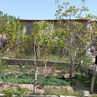 باغ احداثی در زمین حدود ۱۳۰۰ متر|فروش دفاتر صنعتی، کشاورزی و تجاری|بومهن, |دیوار