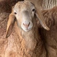 &گوسفند فروشی٪ مرزعه35تا90کیلوبراقربانی عقیقه زنده|حیوانات مزرعه|تهران, پاسداران|دیوار