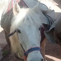 مادیان|اسب و تجهیزات اسب سواری|طالقان, |دیوار