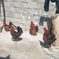 خروس|حیوانات مزرعه|نورآباد, |دیوار