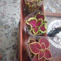 فروش انواع گلهای آپارتمانی|گل و گیاه طبیعی|تهران, پونک|دیوار