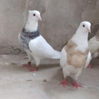 کبوتر طوقی|پرنده|تهران, توانیر|دیوار
