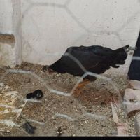 مرغ خروس لاری با جوجه|حیوانات مزرعه|کرج, شهرک نهال و بذر|دیوار