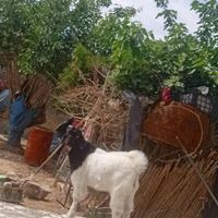 خوب|حیوانات مزرعه|داراب, |دیوار