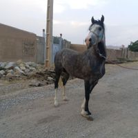 اسب نیله فنوتیپ. دار و سواری دار|اسب و تجهیزات اسب سواری|کرمانشاه, |دیوار