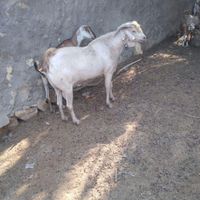 نری صومال|حیوانات مزرعه|بندرعباس, |دیوار
