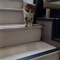 گربه|گربه|تهران, قلهک|دیوار