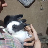 بچه خرگوش لوپ هلندی با نگهداری|موش و خرگوش|دزفول, |دیوار