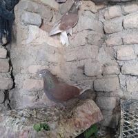 عشق|حیوانات|نورآباد, |دیوار