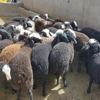 گوسفند زنده برای قربانی همراه باسلاخ حرفه ای|حیوانات مزرعه|پردیس, |دیوار