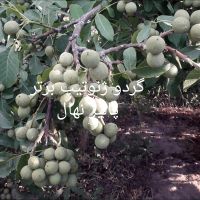 انواع نهال های لیبل دار در نهالستان پالیز ، ضمانتی|خدمات باغبانی و درختکاری|قمصر, |دیوار