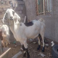 بزدورگه پاکستانی|حیوانات مزرعه|قاسم‌آباد (خواف), |دیوار