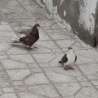 ۵تا کبوتر دمگیر|پرنده|اصفهان, راران|دیوار
