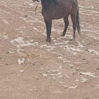 اسب ۲ ساله نیم  نژاد دریشول جنسیت ماده|اسب و تجهیزات اسب سواری|اقلید, |دیوار
