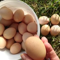 تخم مرغ محلی نطفه دار|حیوانات مزرعه|رودسر, |دیوار