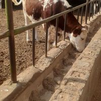 گوساله گوشتی|حیوانات مزرعه|اهواز, شهرک دانشگاه|دیوار